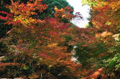 醍醐寺2012