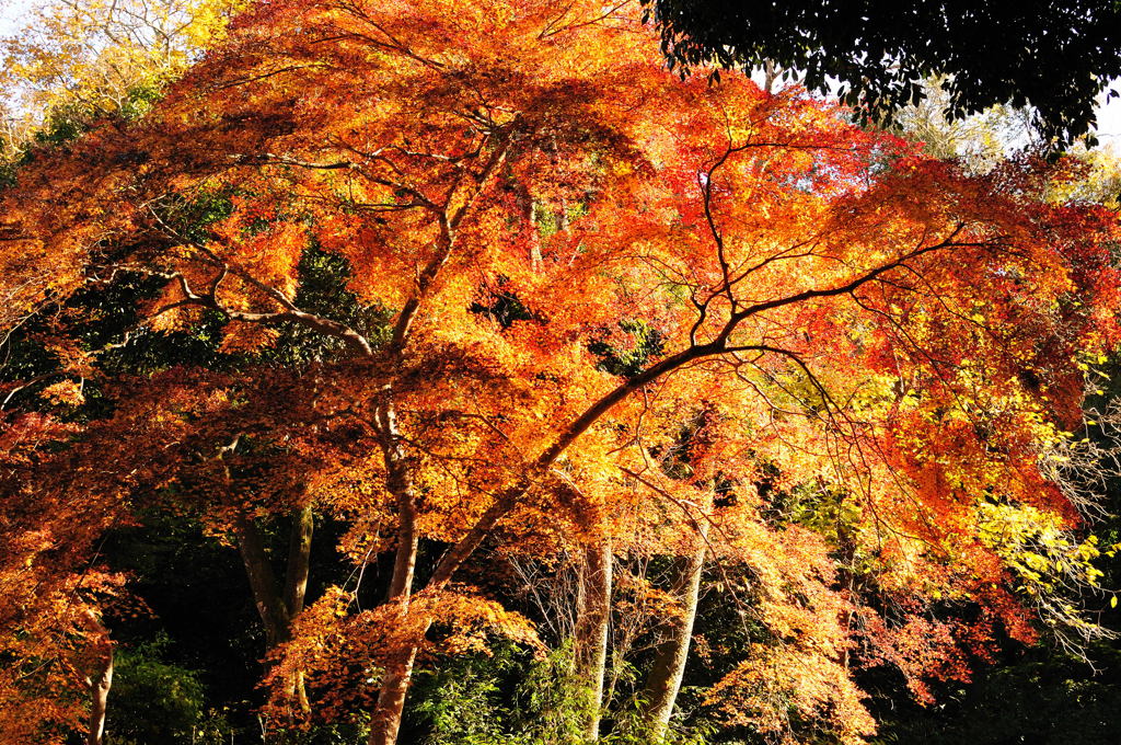 醍醐寺2012