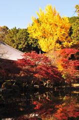 醍醐寺2012
