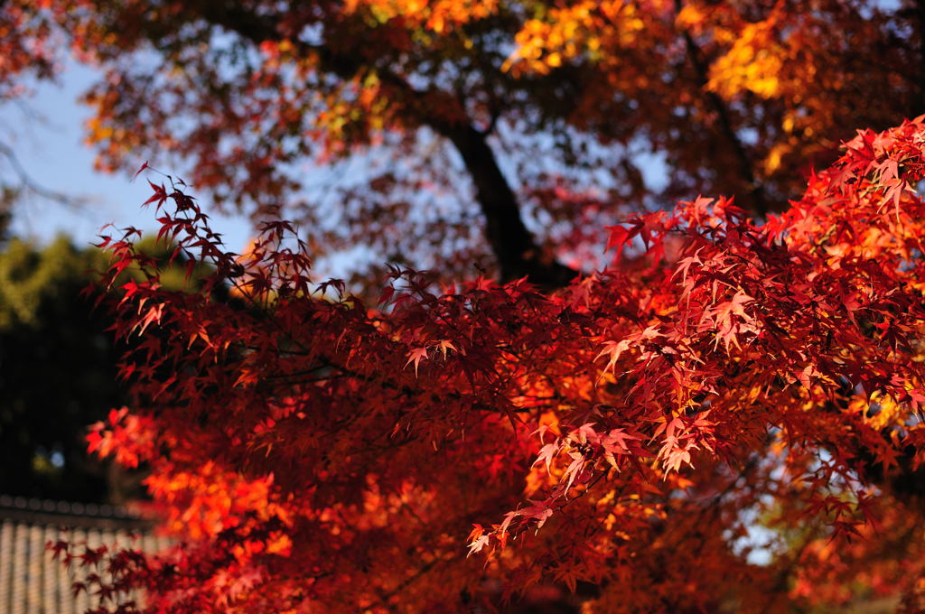 醍醐寺2012