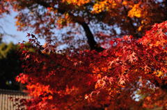 醍醐寺2012