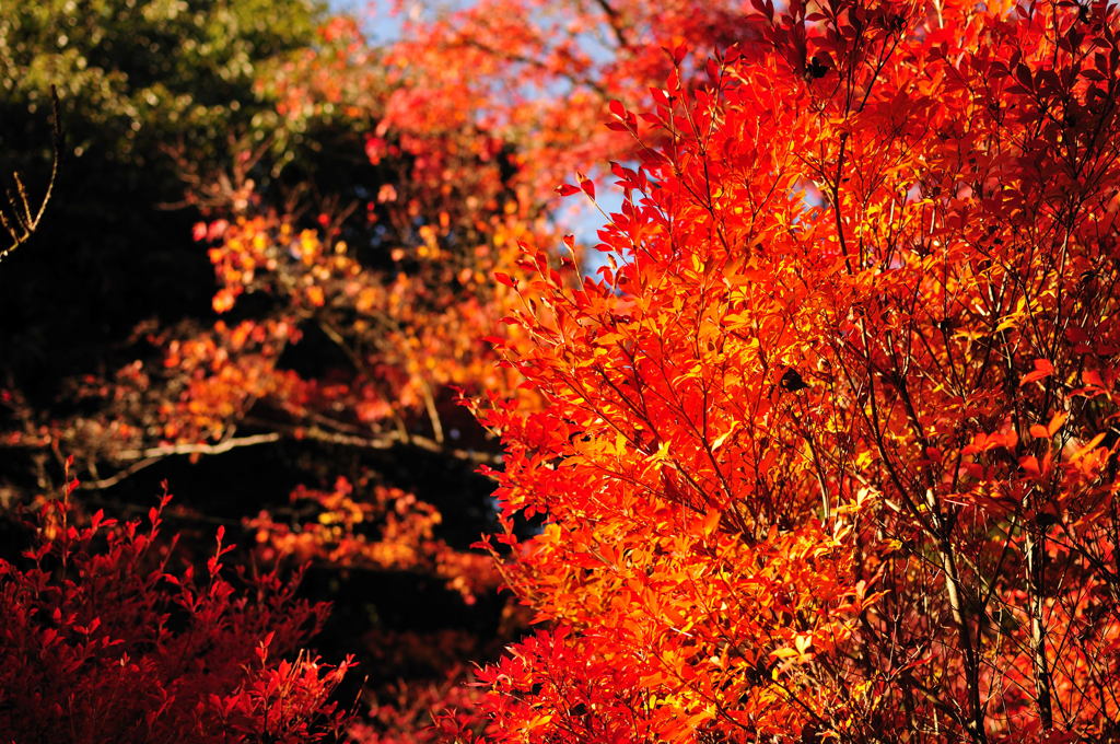 醍醐寺2012