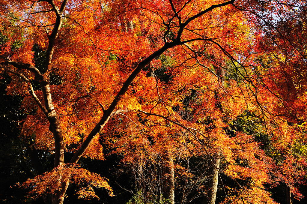 醍醐寺2012