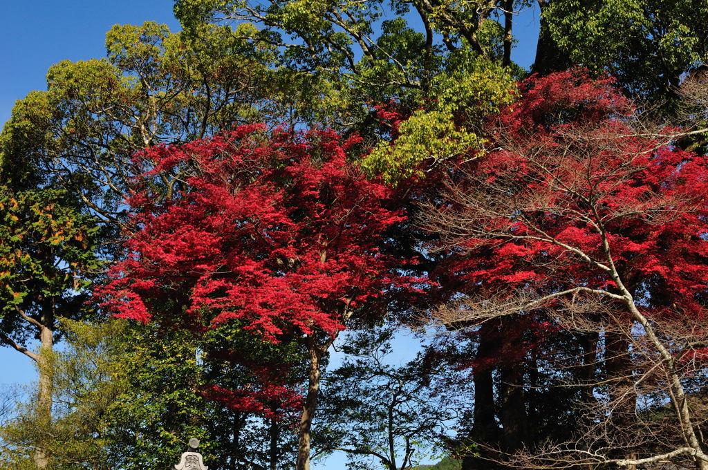醍醐寺2012