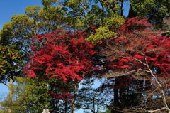醍醐寺2012