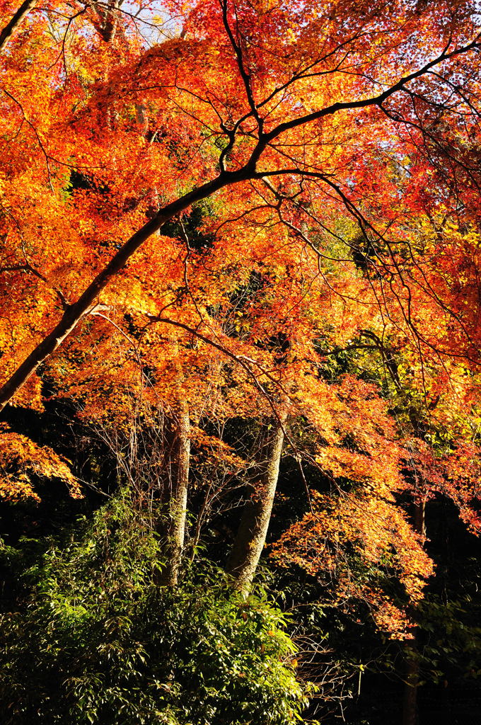 醍醐寺2012