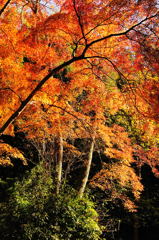 醍醐寺2012