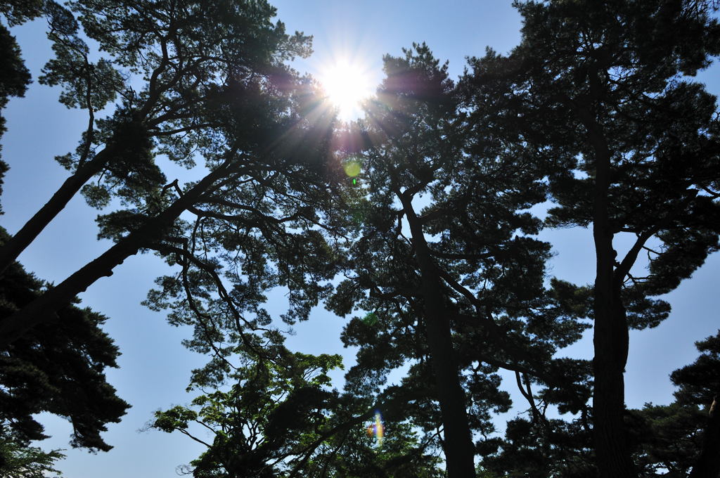 五稜郭公園にて9