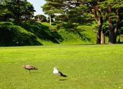 五稜郭公園にて10