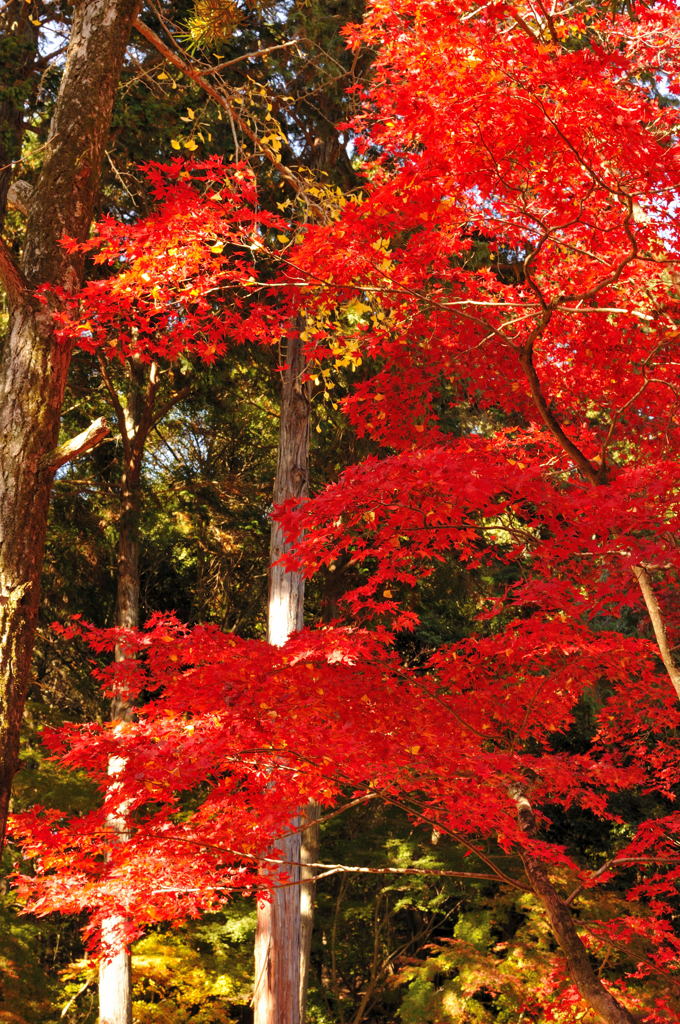 醍醐寺2012