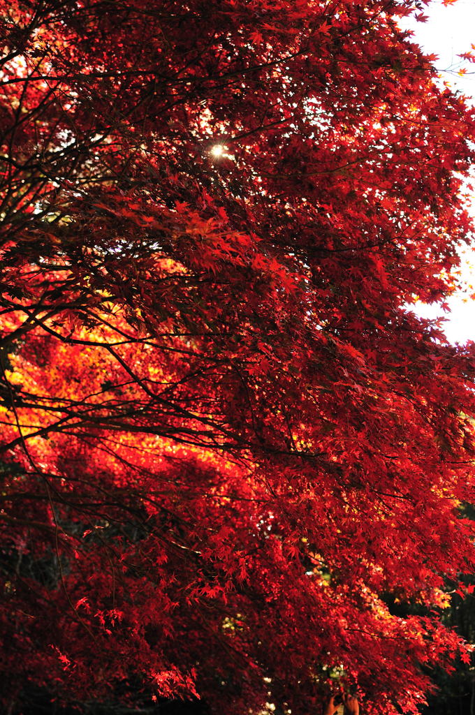 醍醐寺2012