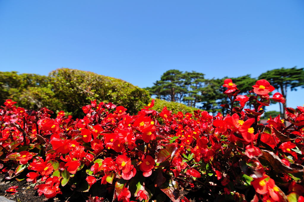 五稜郭公園にて11