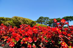 五稜郭公園にて11