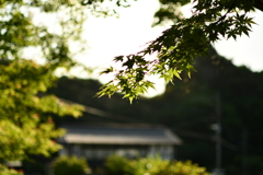 233EF1B1-34CE-401A-B173-DE4D1126E722