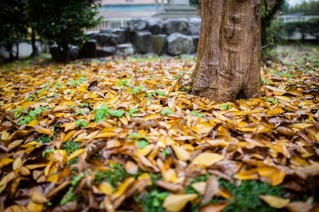 雨上がりの裏庭