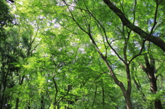 爽緑