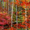 many colors