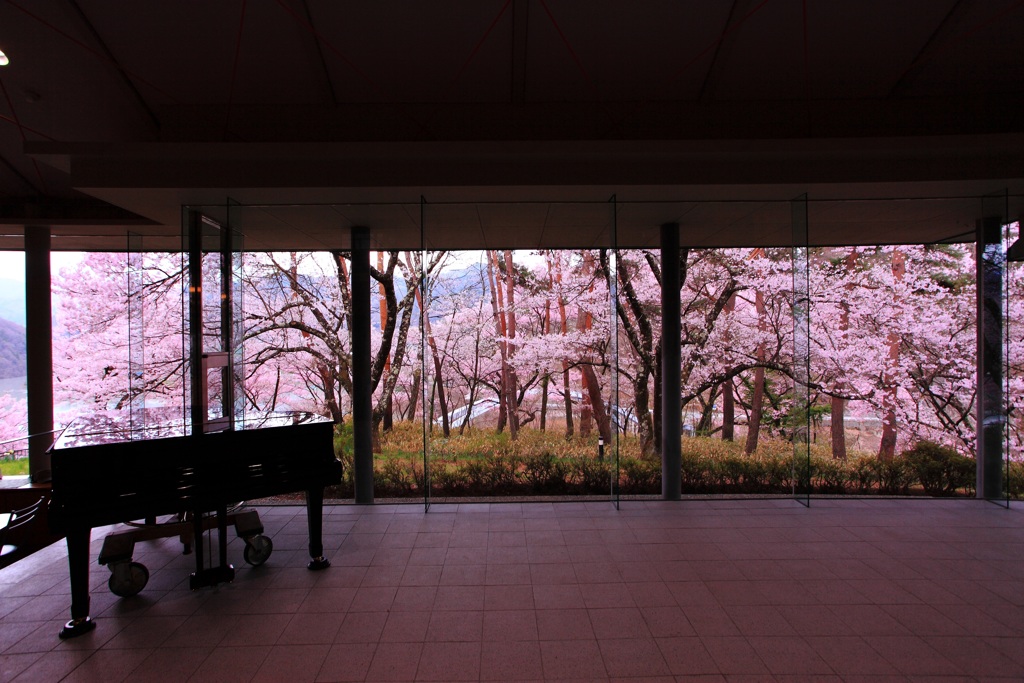 sakura