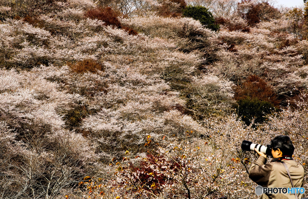 四季桜