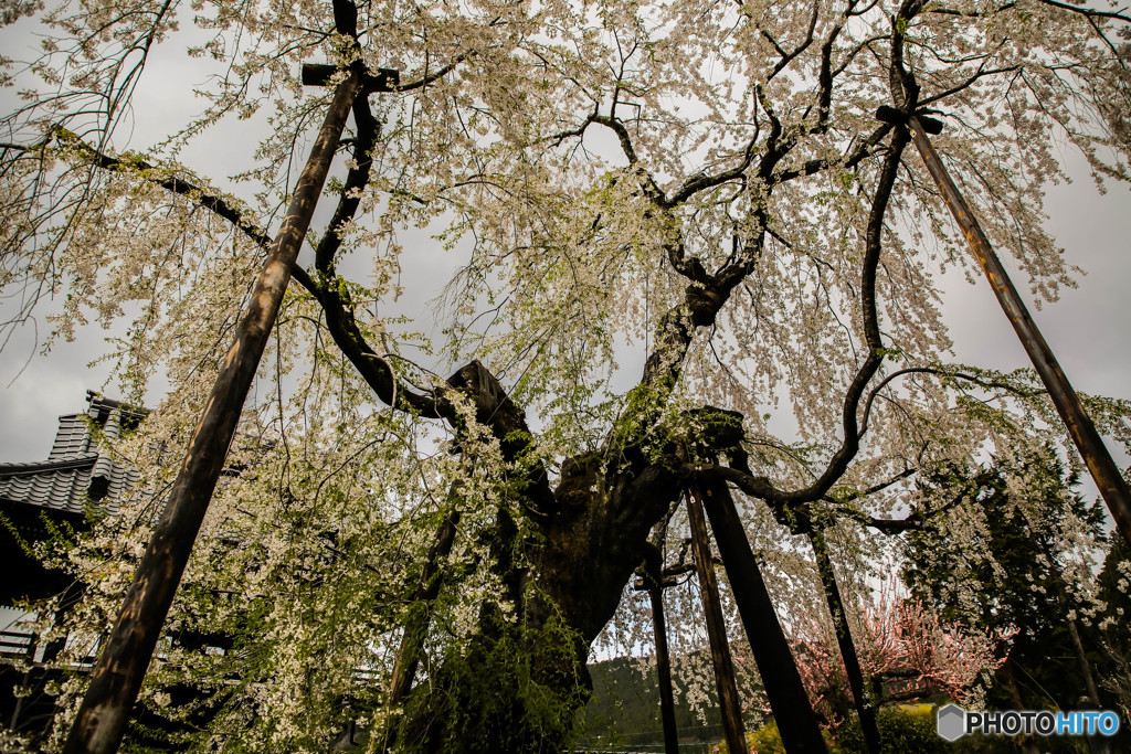 瑞龍寺の桜