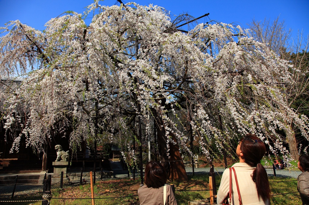 桜見物