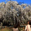 桜見物