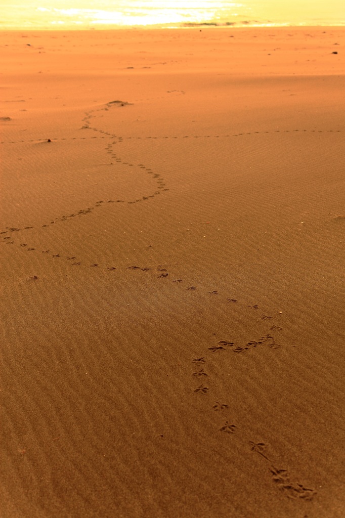 Footprint