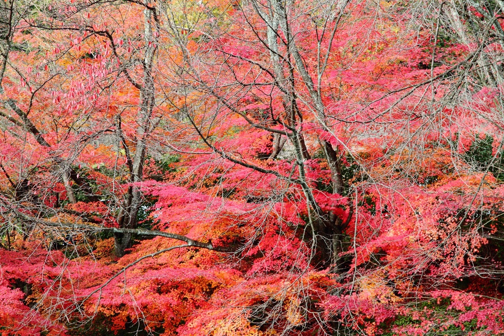 京都の秋
