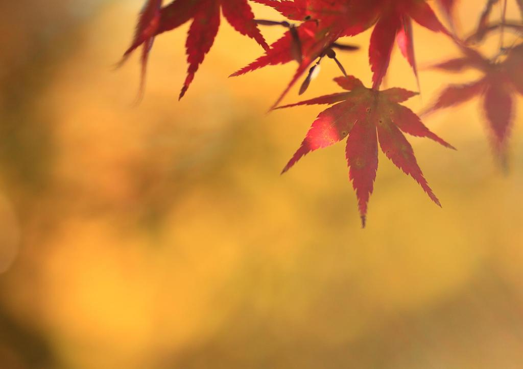 秋が深まって