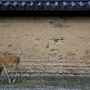 奈良公園散歩その３