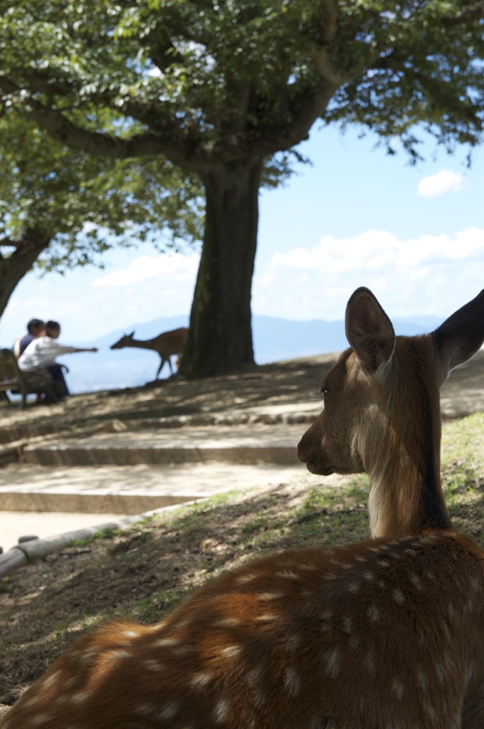奈良公園散歩その２