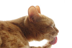 ぺろり