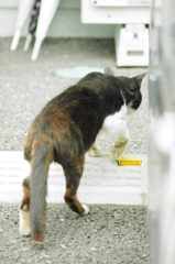 そろりのそり