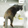 そろりのそり