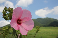 夏の高原、暑さに負けずに