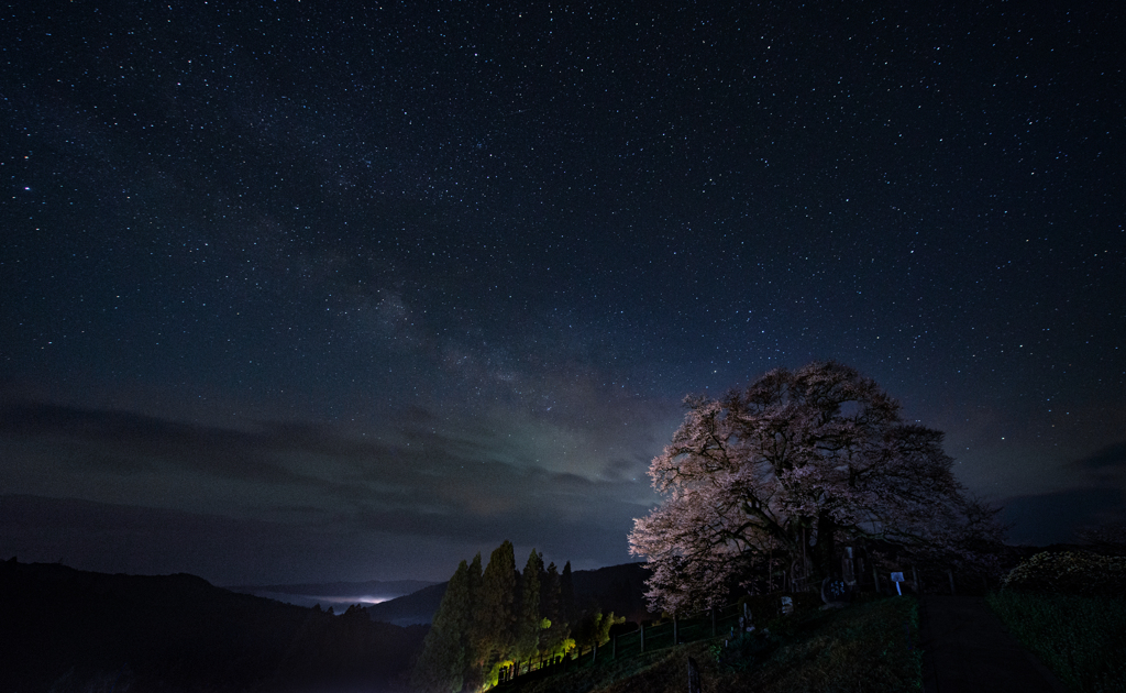 千年桜と星降る夜