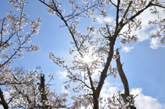 太陽と桜　