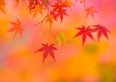 紅葉