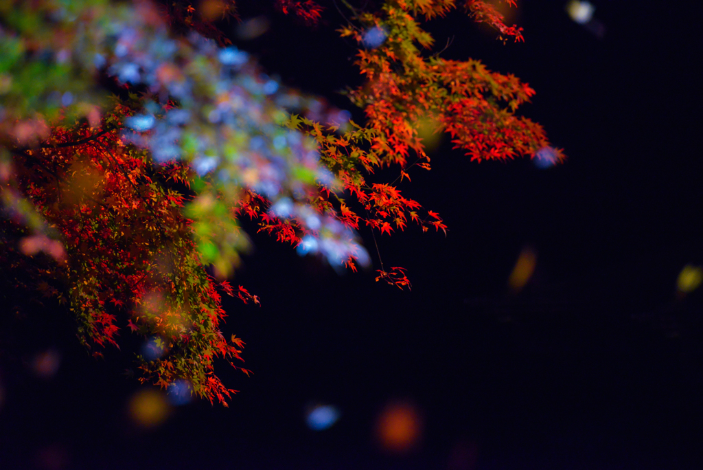 夜　紅