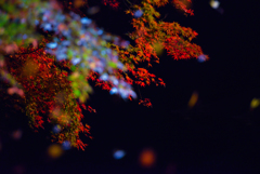 夜　紅