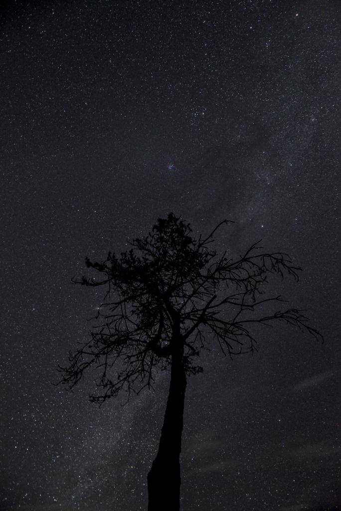 tree