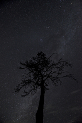 tree