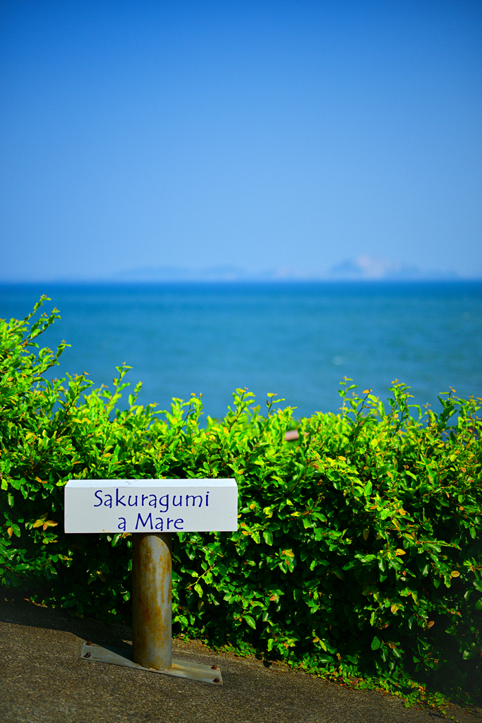 夏　SAKURAGUMI