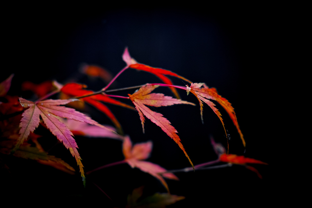 赤と黒