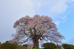 醍醐桜　弐