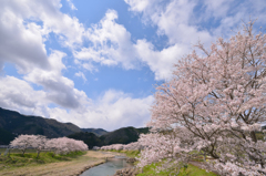 桜並木　