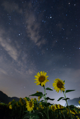 向日葵も見る夜空
