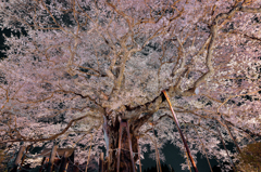 千年桜の麓から