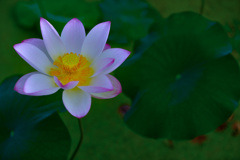 蓮の花