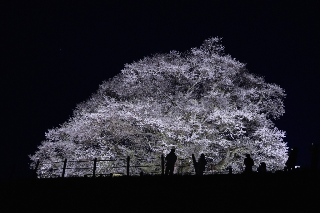 醍醐桜ライトアップ２